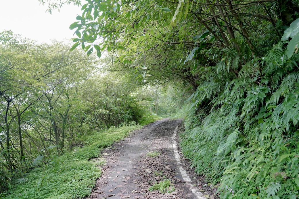 新北石碇桐花步道，賞桐花秘境加上絕美茶園層層山巒，賞桐景點公開！ @瑪姬幸福過日子