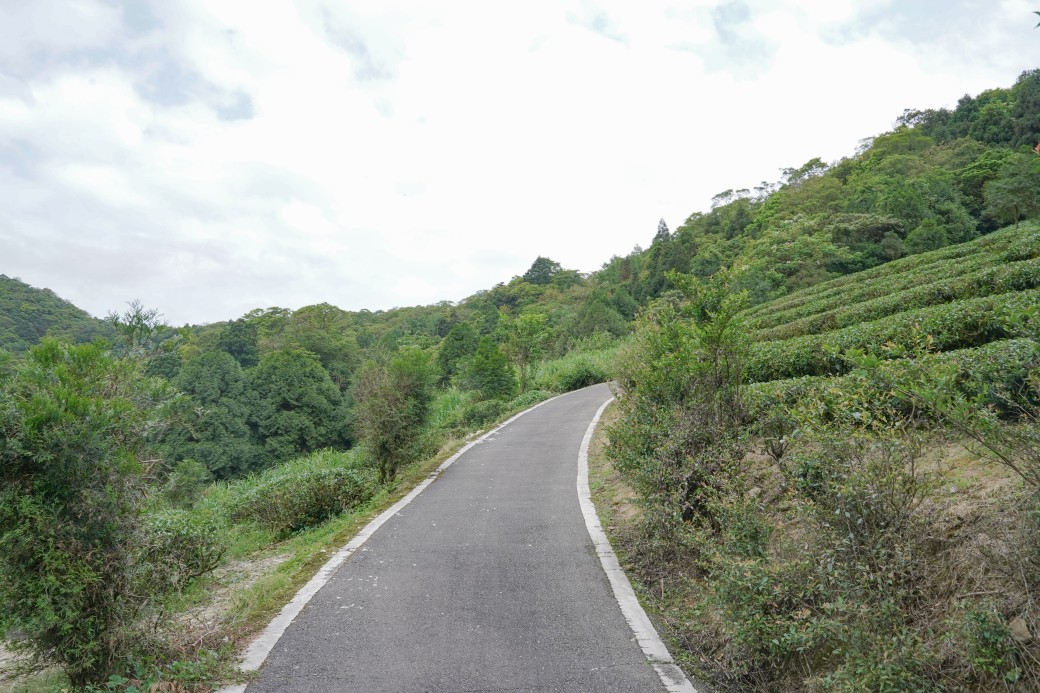 新北石碇桐花步道，賞桐花秘境加上絕美茶園層層山巒，賞桐景點公開！ @瑪姬幸福過日子