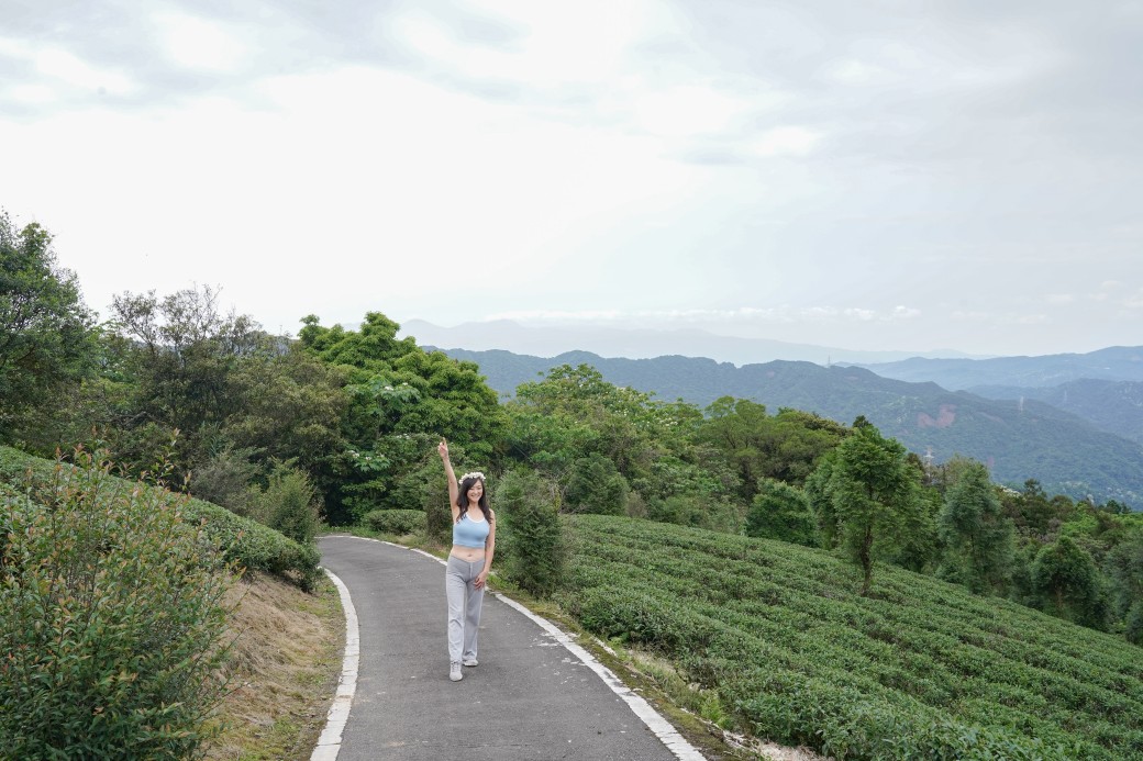 新北石碇桐花步道，賞桐花秘境加上絕美茶園層層山巒，賞桐景點公開！ @瑪姬幸福過日子