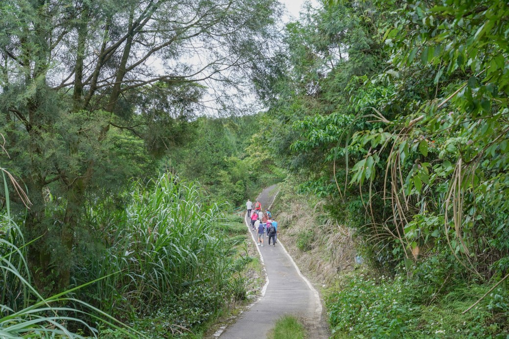 新北石碇桐花步道，賞桐花秘境加上絕美茶園層層山巒，賞桐景點公開！ @瑪姬幸福過日子