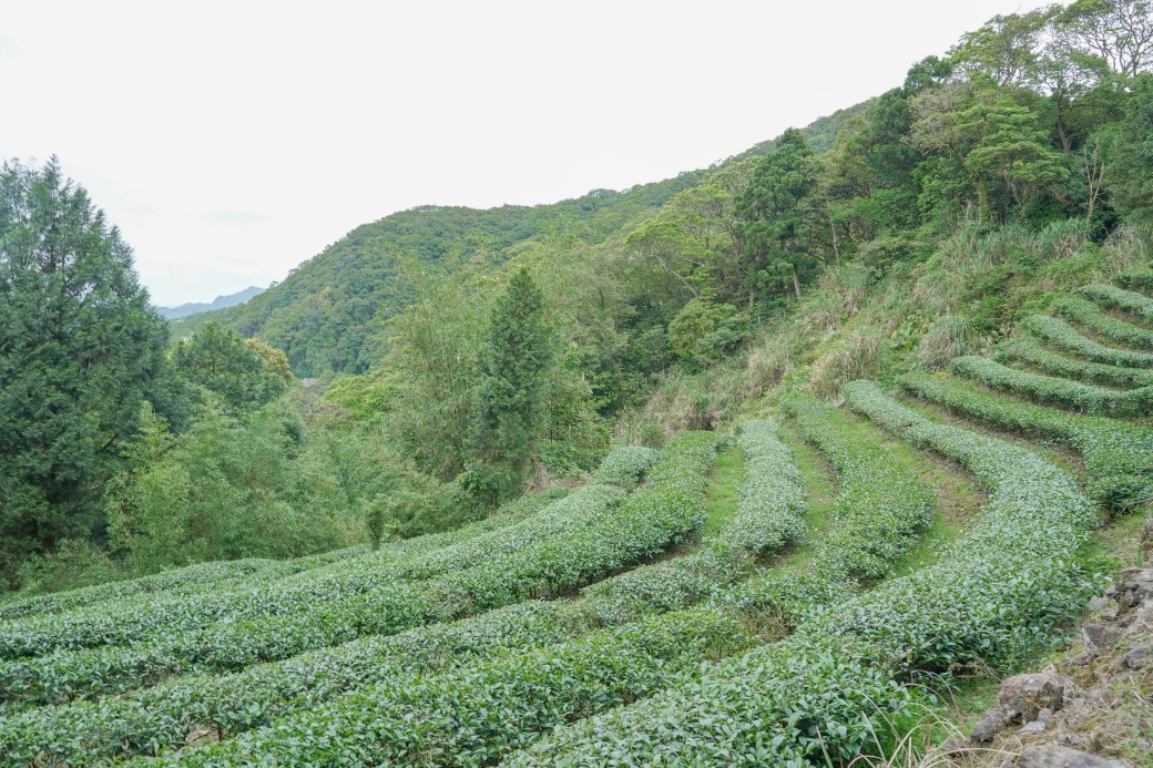 新北石碇桐花步道，賞桐花秘境加上絕美茶園層層山巒，賞桐景點公開！ @瑪姬幸福過日子