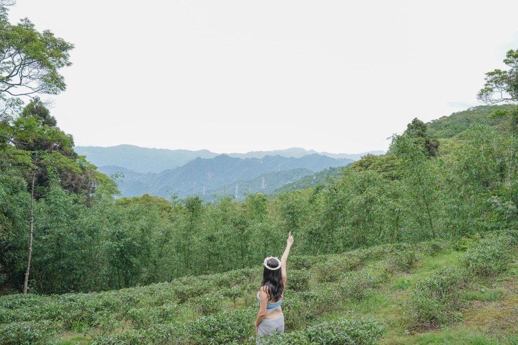 新北石碇桐花步道，賞桐花秘境加上絕美茶園層層山巒，賞桐景點公開！ @瑪姬幸福過日子