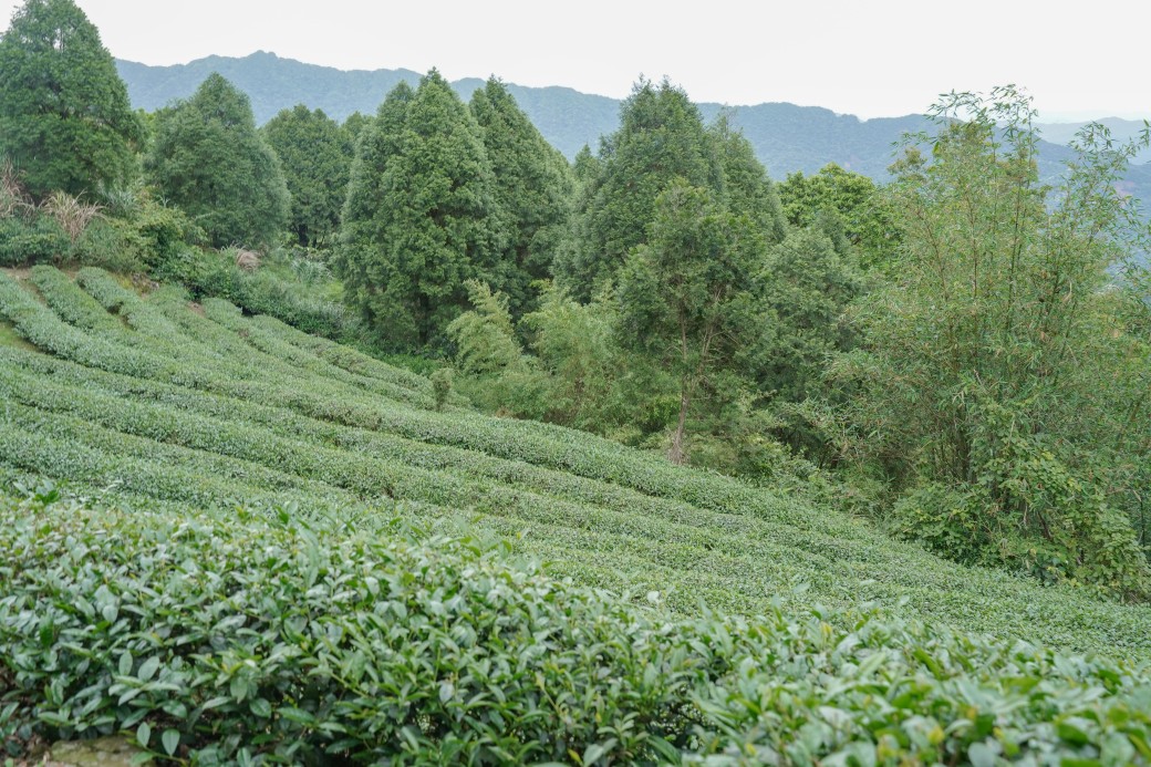 新北石碇桐花步道，賞桐花秘境加上絕美茶園層層山巒，賞桐景點公開！ @瑪姬幸福過日子