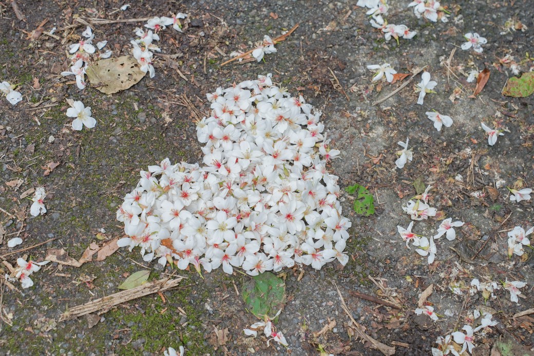 新北石碇桐花步道，賞桐花秘境加上絕美茶園層層山巒，賞桐景點公開！ @瑪姬幸福過日子