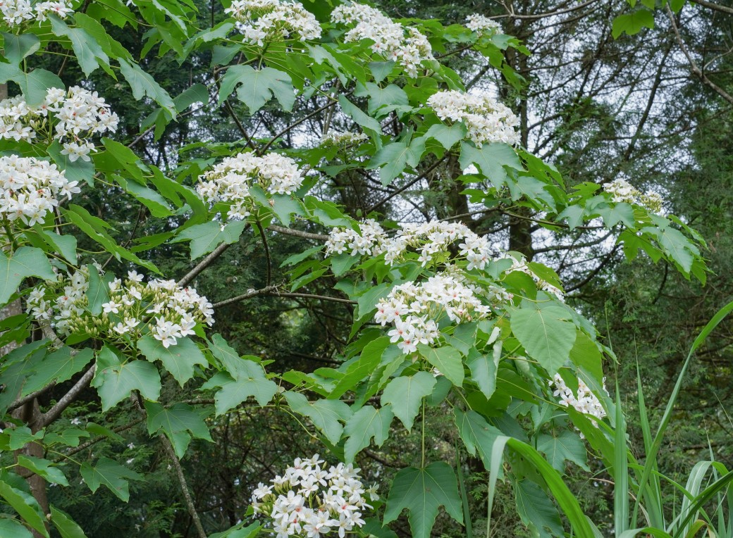 新北石碇桐花步道，賞桐花秘境加上絕美茶園層層山巒，賞桐景點公開！ @瑪姬幸福過日子