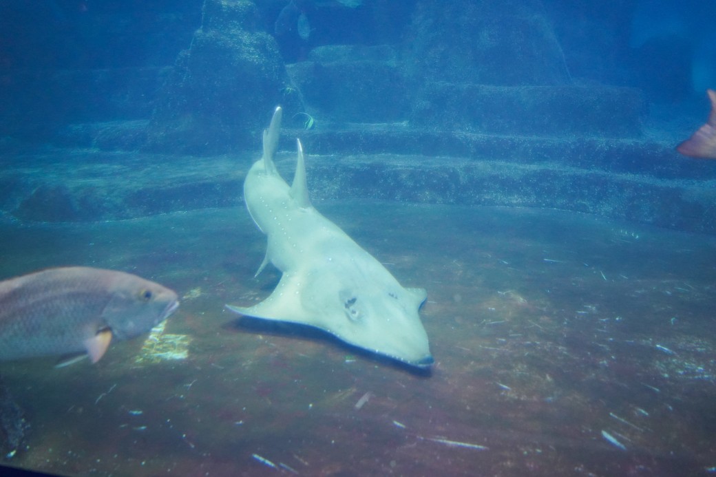 2023遠雄海洋公園｜花蓮親子必玩景點遊樂園，海底隧道，美人魚等，園區全攻略，門票優惠 @瑪姬幸福過日子