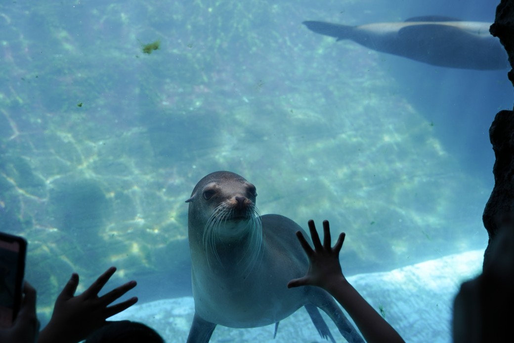 2023遠雄海洋公園｜花蓮親子必玩景點遊樂園，海底隧道，美人魚等，園區全攻略，門票優惠 @瑪姬幸福過日子