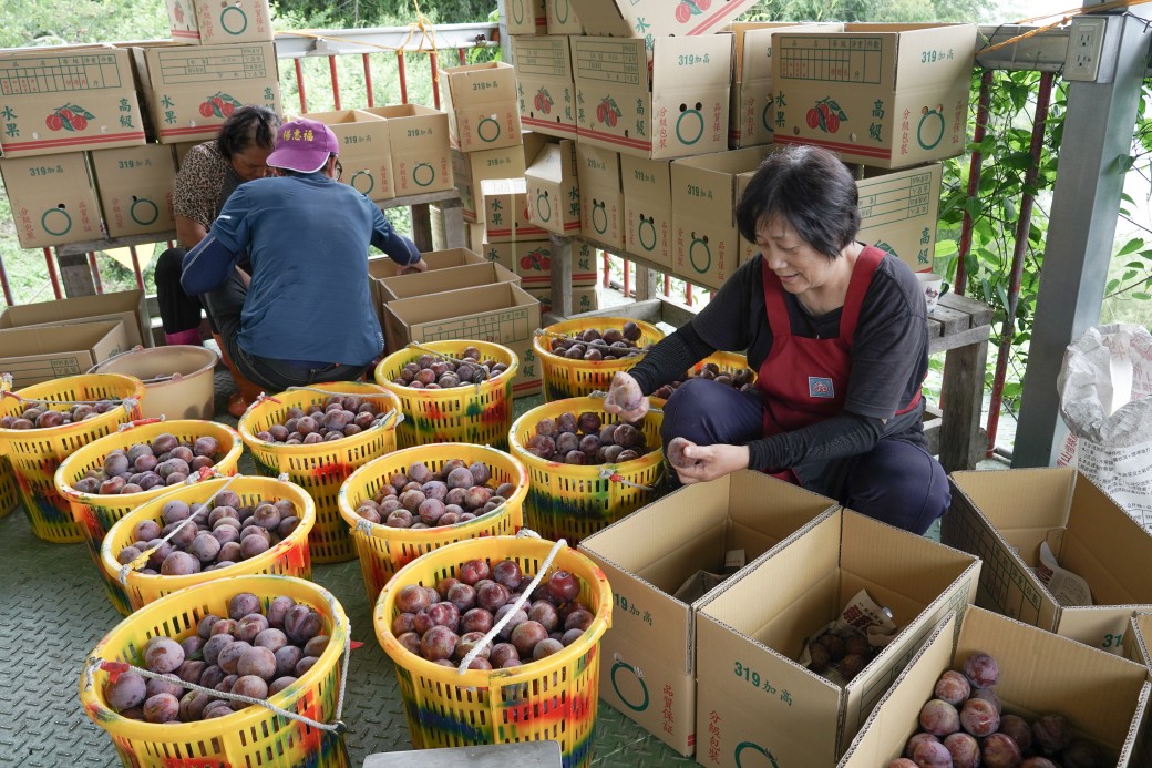 苗栗泰安一日遊，逛泰安清安豆腐街，去泰安秘境竹林，吃在地小農的紅肉李，桂竹筍，再去文物館帶小孩放電 @瑪姬幸福過日子