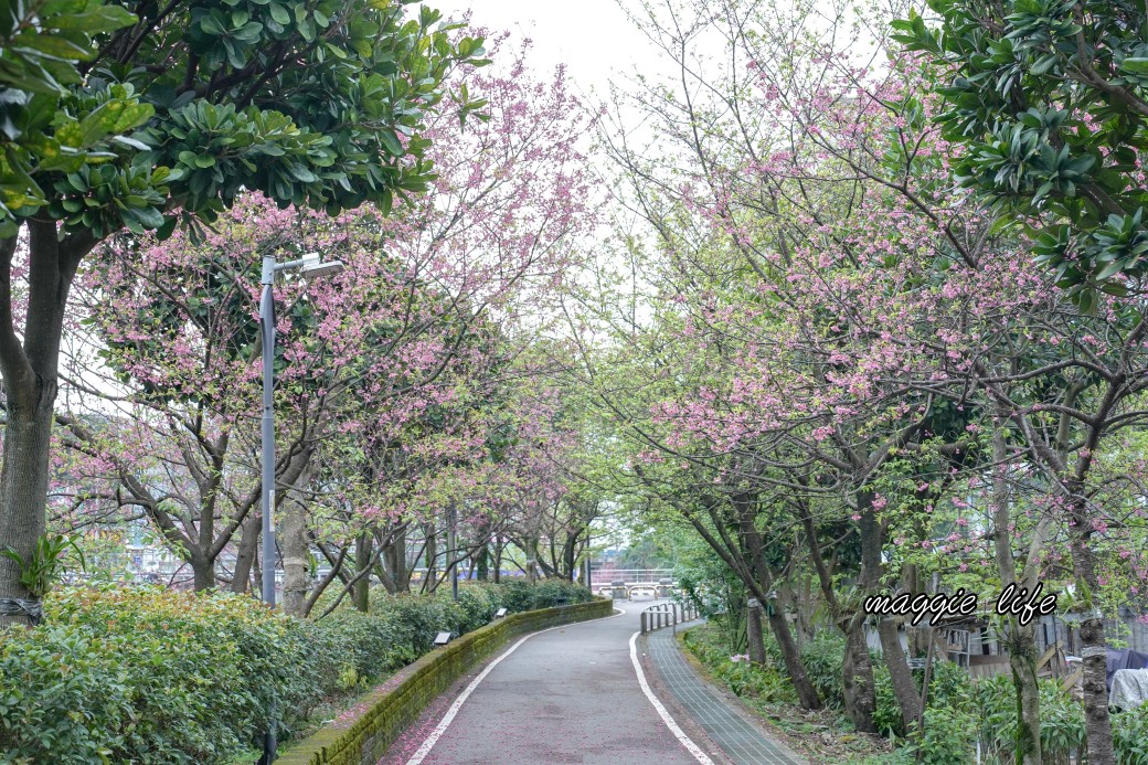 新北汐止櫻花景點｜汐止康誥坑溪畔櫻花大道，汐科火車站10分鐘，平地就有大片櫻花步道 @瑪姬幸福過日子