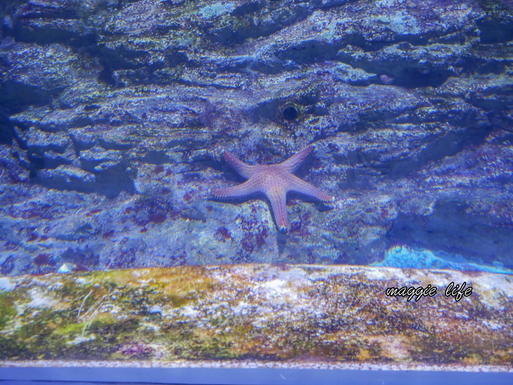 基隆親子景點｜基隆潮境智能海洋館攻略，超強超大水族缸，門票優惠！ @瑪姬幸福過日子