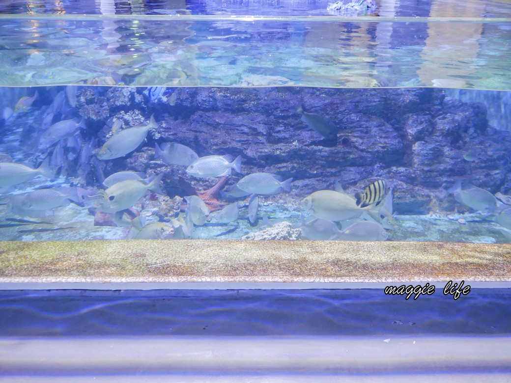 基隆親子景點｜基隆潮境智能海洋館攻略，超強超大水族缸，門票優惠！ @瑪姬幸福過日子