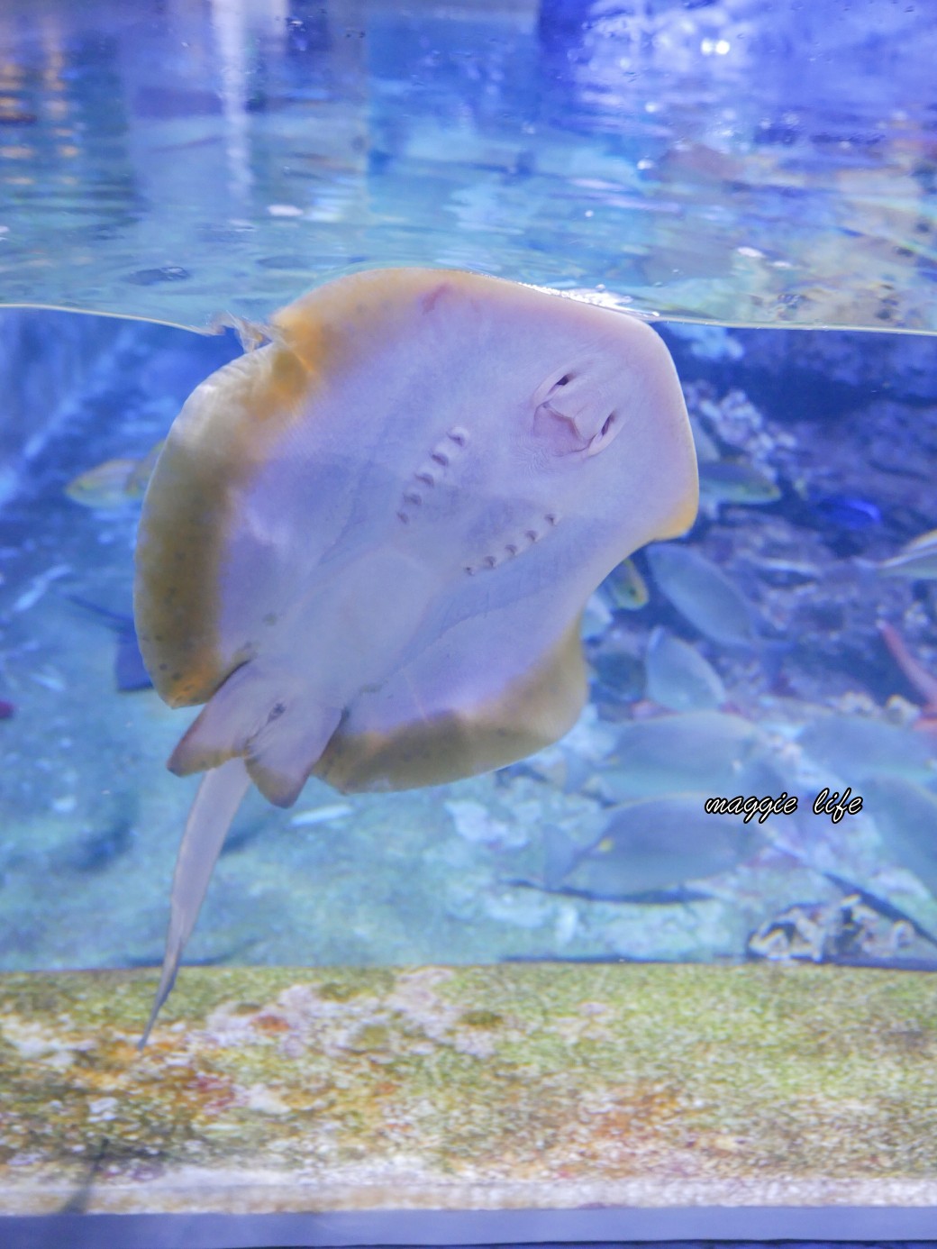 基隆親子景點｜基隆潮境智能海洋館攻略，超強超大水族缸，門票優惠！ @瑪姬幸福過日子