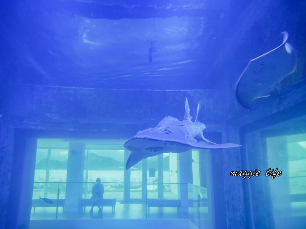 基隆親子景點｜基隆潮境智能海洋館攻略，超強超大水族缸，門票優惠！ @瑪姬幸福過日子