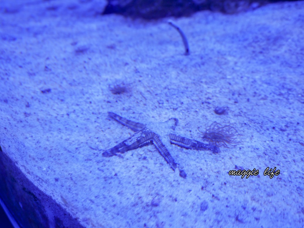 基隆親子景點｜基隆潮境智能海洋館攻略，超強超大水族缸，門票優惠！ @瑪姬幸福過日子