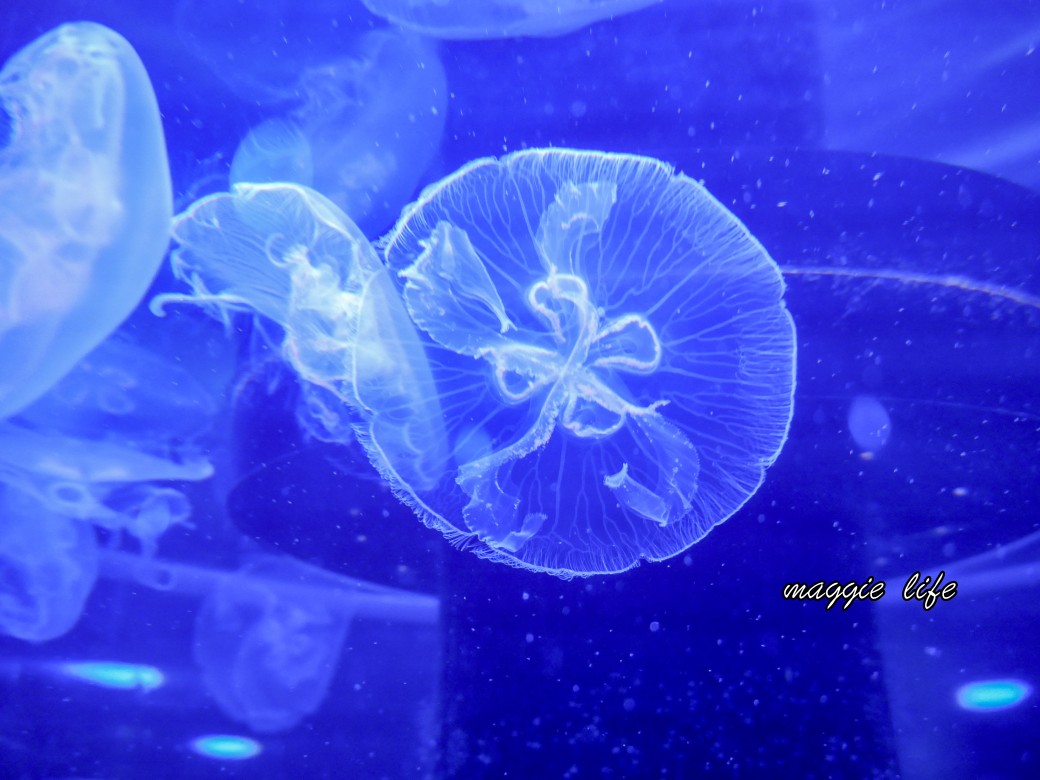 基隆親子景點｜基隆潮境智能海洋館攻略，超強超大水族缸，門票優惠！ @瑪姬幸福過日子