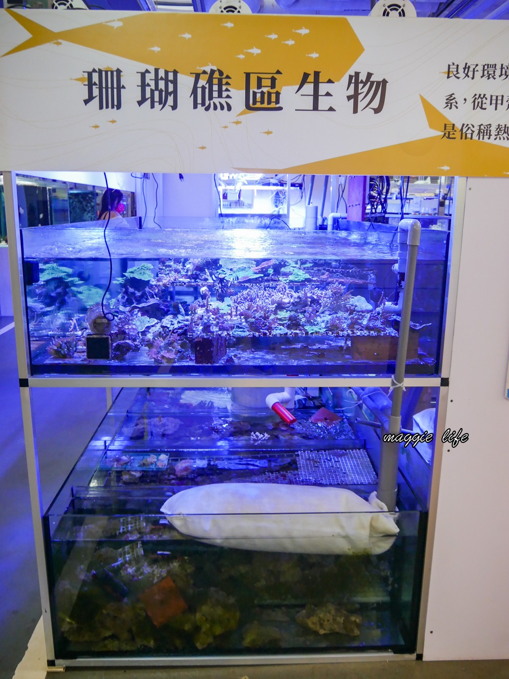 基隆親子景點｜基隆潮境智能海洋館攻略，超強超大水族缸，門票優惠！ @瑪姬幸福過日子