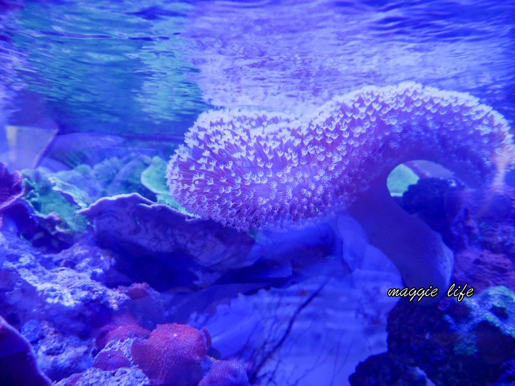 基隆親子景點｜基隆潮境智能海洋館攻略，超強超大水族缸，門票優惠！ @瑪姬幸福過日子