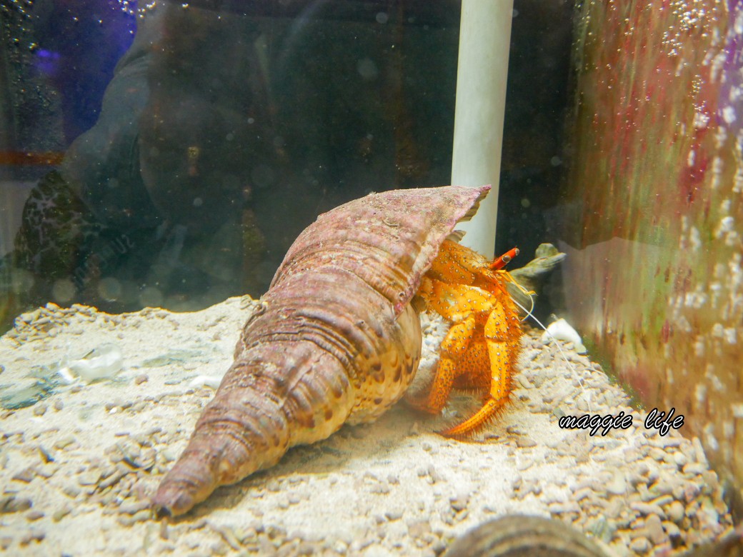 基隆親子景點｜基隆潮境智能海洋館攻略，超強超大水族缸，門票優惠！ @瑪姬幸福過日子