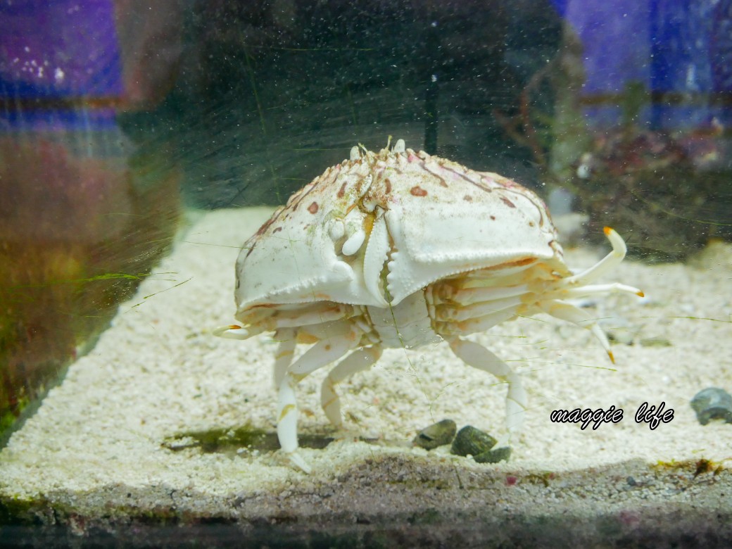 基隆親子景點｜基隆潮境智能海洋館攻略，超強超大水族缸，門票優惠！ @瑪姬幸福過日子