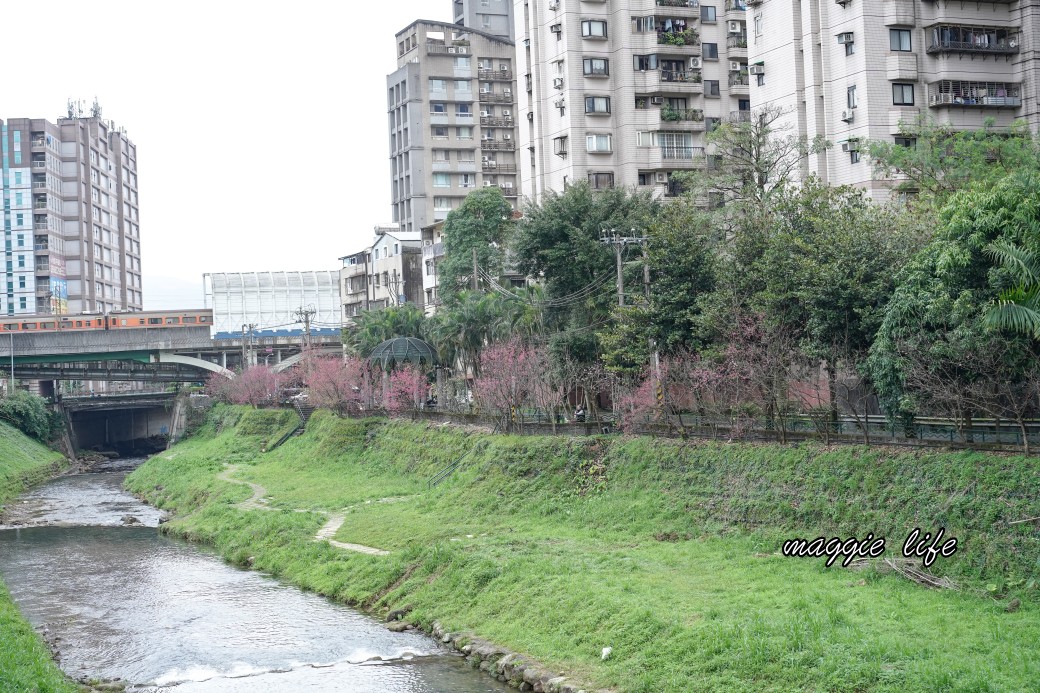 新北汐止櫻花景點｜汐止康誥坑溪畔櫻花大道，汐科火車站10分鐘，平地就有大片櫻花步道 @瑪姬幸福過日子