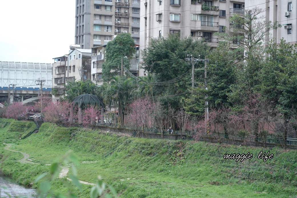 新北汐止櫻花景點｜汐止康誥坑溪畔櫻花大道，汐科火車站10分鐘，平地就有大片櫻花步道 @瑪姬幸福過日子