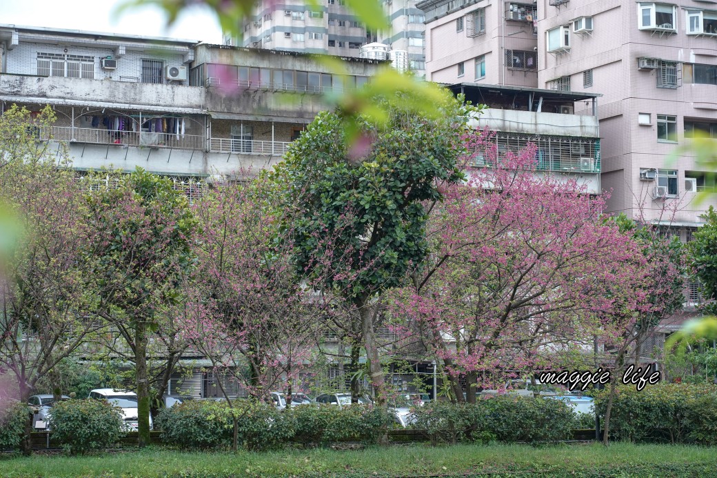 新北汐止櫻花景點｜汐止康誥坑溪畔櫻花大道，汐科火車站10分鐘，平地就有大片櫻花步道 @瑪姬幸福過日子