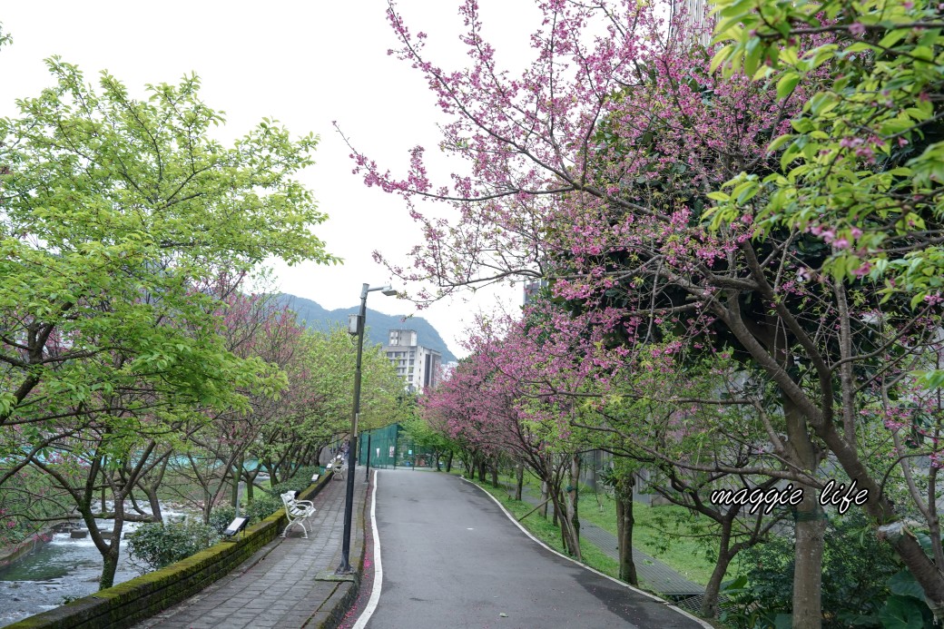 新北汐止櫻花景點｜汐止康誥坑溪畔櫻花大道，汐科火車站10分鐘，平地就有大片櫻花步道 @瑪姬幸福過日子