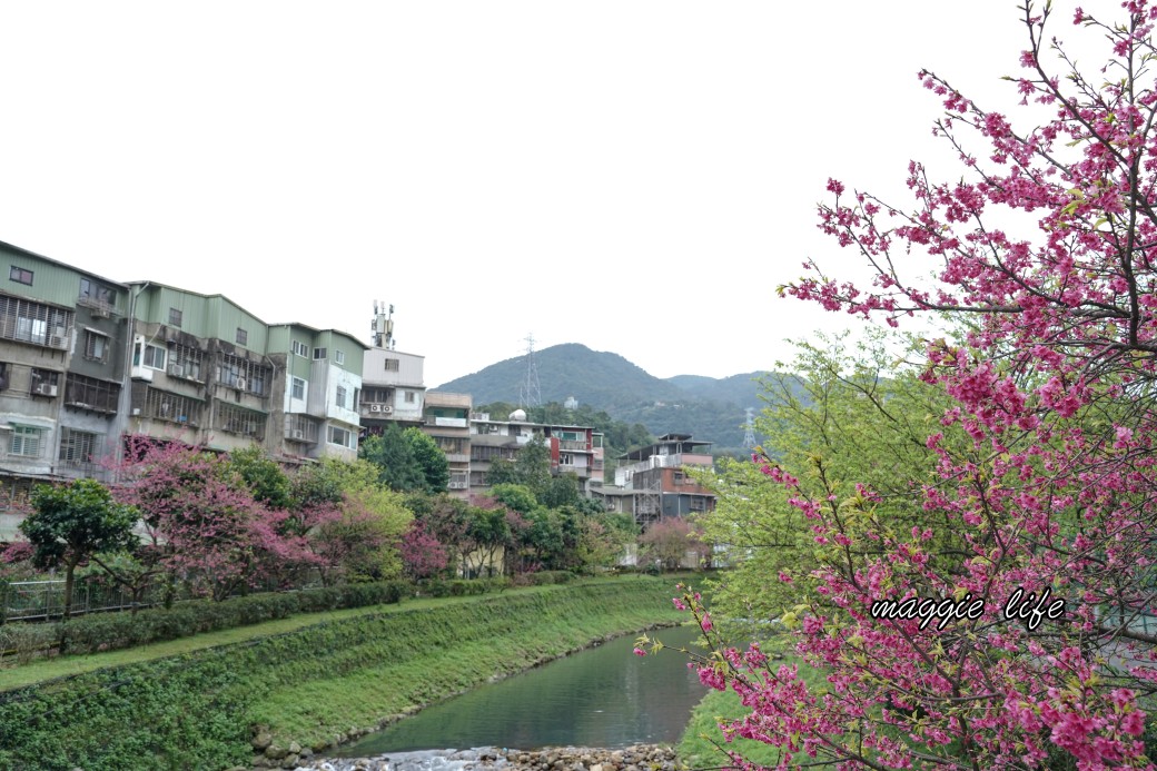 新北汐止櫻花景點｜汐止康誥坑溪畔櫻花大道，汐科火車站10分鐘，平地就有大片櫻花步道 @瑪姬幸福過日子