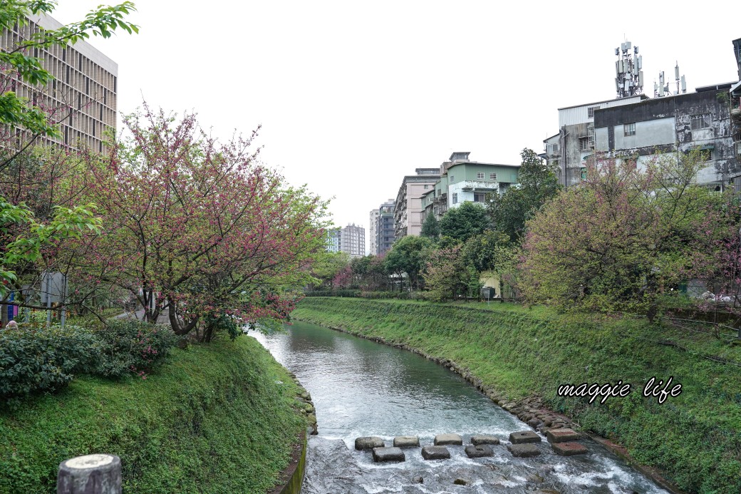 新北汐止櫻花景點｜汐止康誥坑溪畔櫻花大道，汐科火車站10分鐘，平地就有大片櫻花步道 @瑪姬幸福過日子