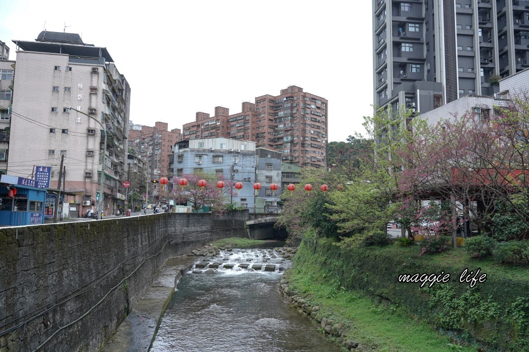 新北汐止櫻花景點｜汐止康誥坑溪畔櫻花大道，汐科火車站10分鐘，平地就有大片櫻花步道 @瑪姬幸福過日子