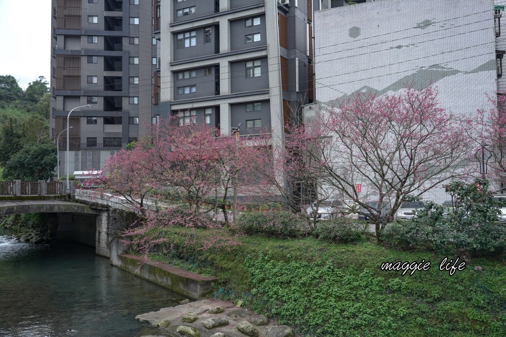 新北汐止櫻花景點｜汐止康誥坑溪畔櫻花大道，汐科火車站10分鐘，平地就有大片櫻花步道 @瑪姬幸福過日子