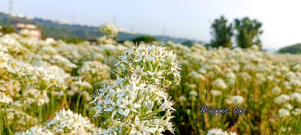 大溪韭菜花田｜桃園大溪九月雪開始了，兩千坪最大韭菜花田必拍，超美的 @瑪姬幸福過日子