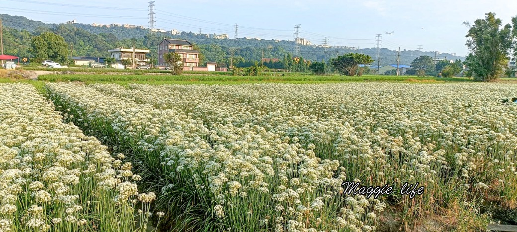 大溪韭菜花田｜桃園大溪九月雪開始了，兩千坪最大韭菜花田必拍，超美的 @瑪姬幸福過日子