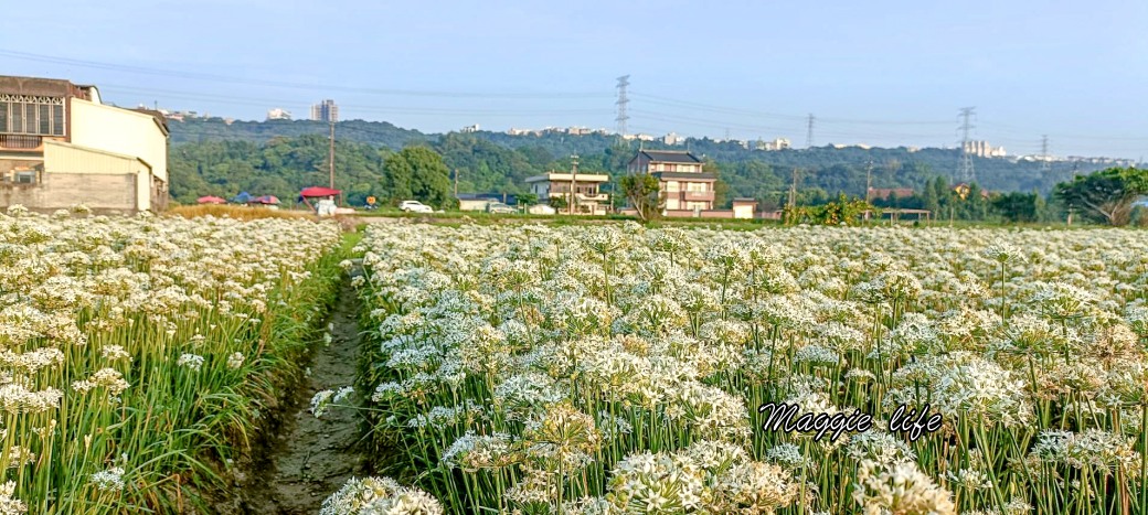 大溪韭菜花田｜桃園大溪九月雪開始了，兩千坪最大韭菜花田必拍，超美的 @瑪姬幸福過日子