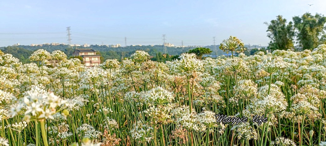 大溪韭菜花田｜桃園大溪九月雪開始了，兩千坪最大韭菜花田必拍，超美的 @瑪姬幸福過日子