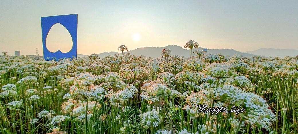 大溪韭菜花田｜桃園大溪九月雪開始了，兩千坪最大韭菜花田必拍，超美的 @瑪姬幸福過日子