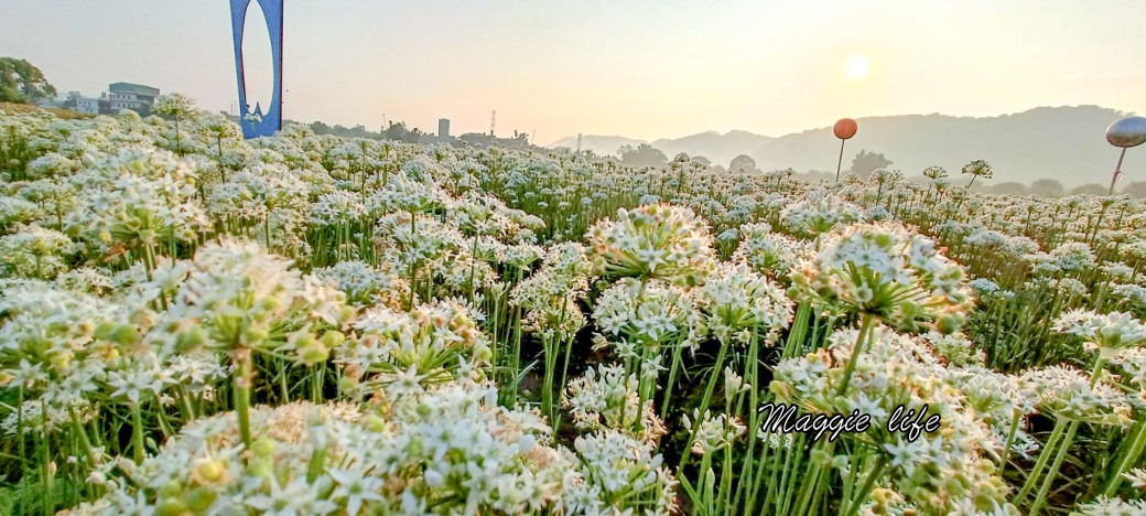 大溪韭菜花田｜桃園大溪九月雪開始了，兩千坪最大韭菜花田必拍，超美的 @瑪姬幸福過日子