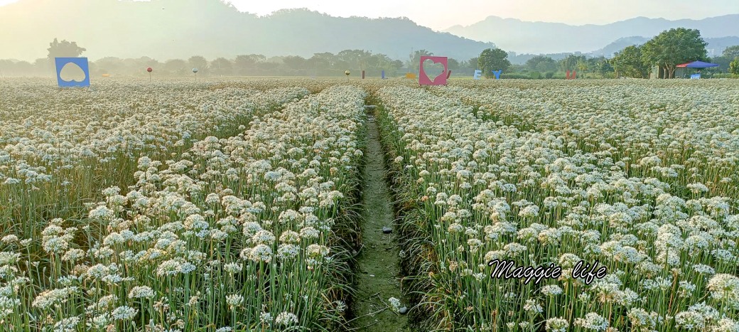 大溪韭菜花田｜桃園大溪九月雪開始了，兩千坪最大韭菜花田必拍，超美的 @瑪姬幸福過日子