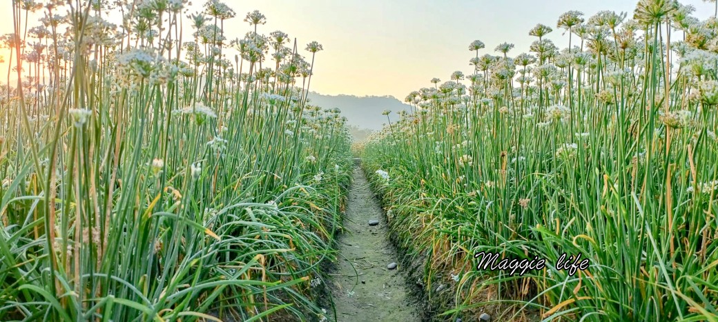 大溪韭菜花田｜桃園大溪九月雪開始了，兩千坪最大韭菜花田必拍，超美的 @瑪姬幸福過日子