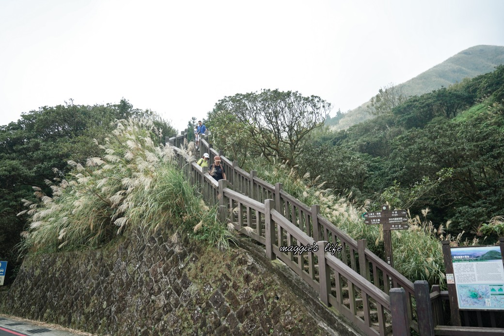 陽明山冷水坑七星山一日遊，芒草季賞芒草美景，秋天必追芒草，階梯步道美景 @瑪姬幸福過日子