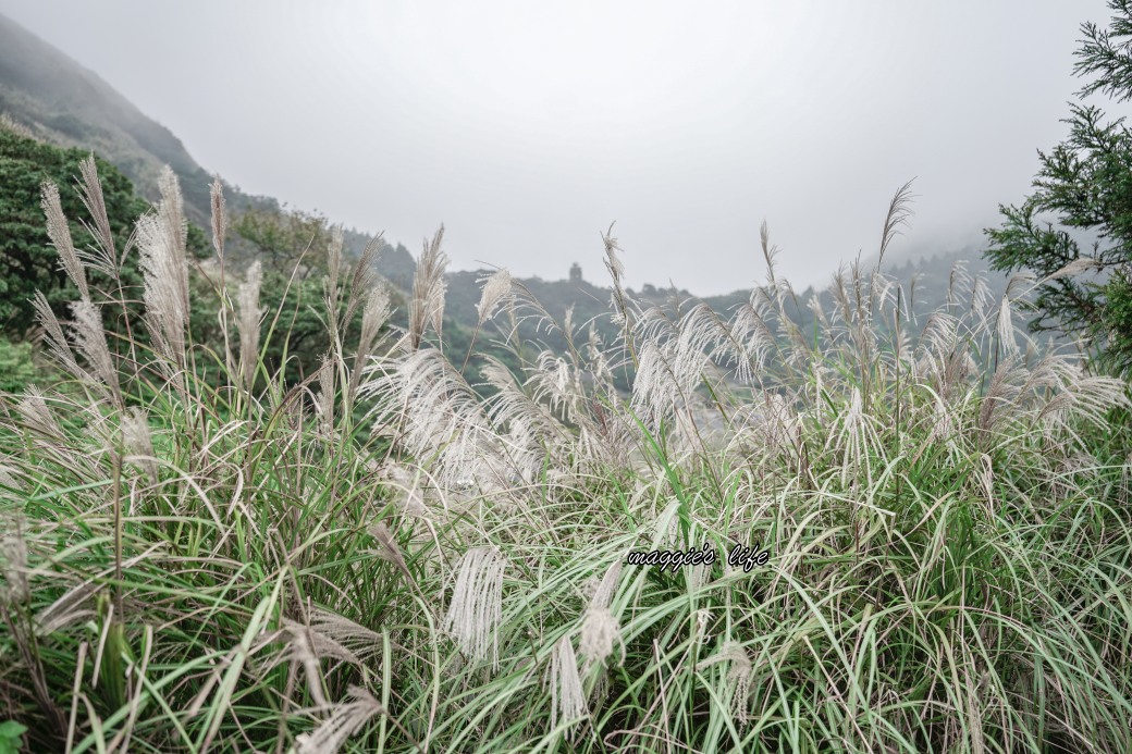 陽明山冷水坑七星山一日遊，芒草季賞芒草美景，秋天必追芒草，階梯步道美景 @瑪姬幸福過日子