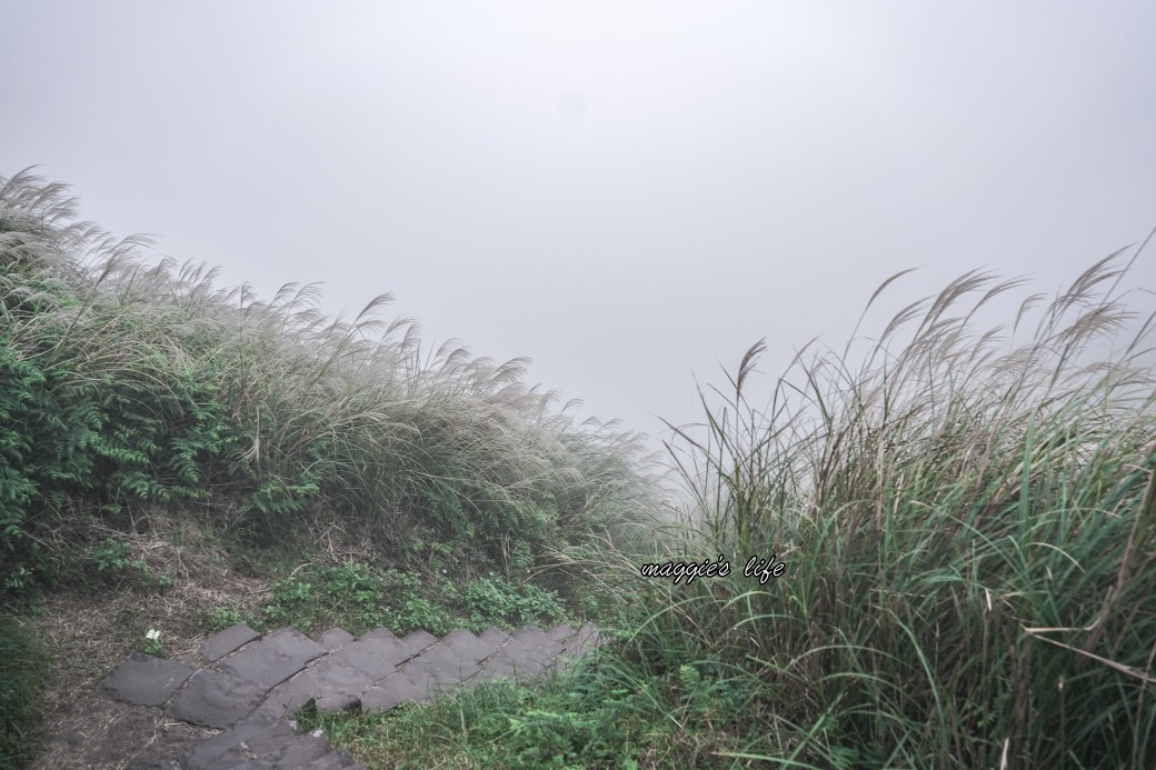 陽明山冷水坑七星山一日遊，芒草季賞芒草美景，秋天必追芒草，階梯步道美景 @瑪姬幸福過日子