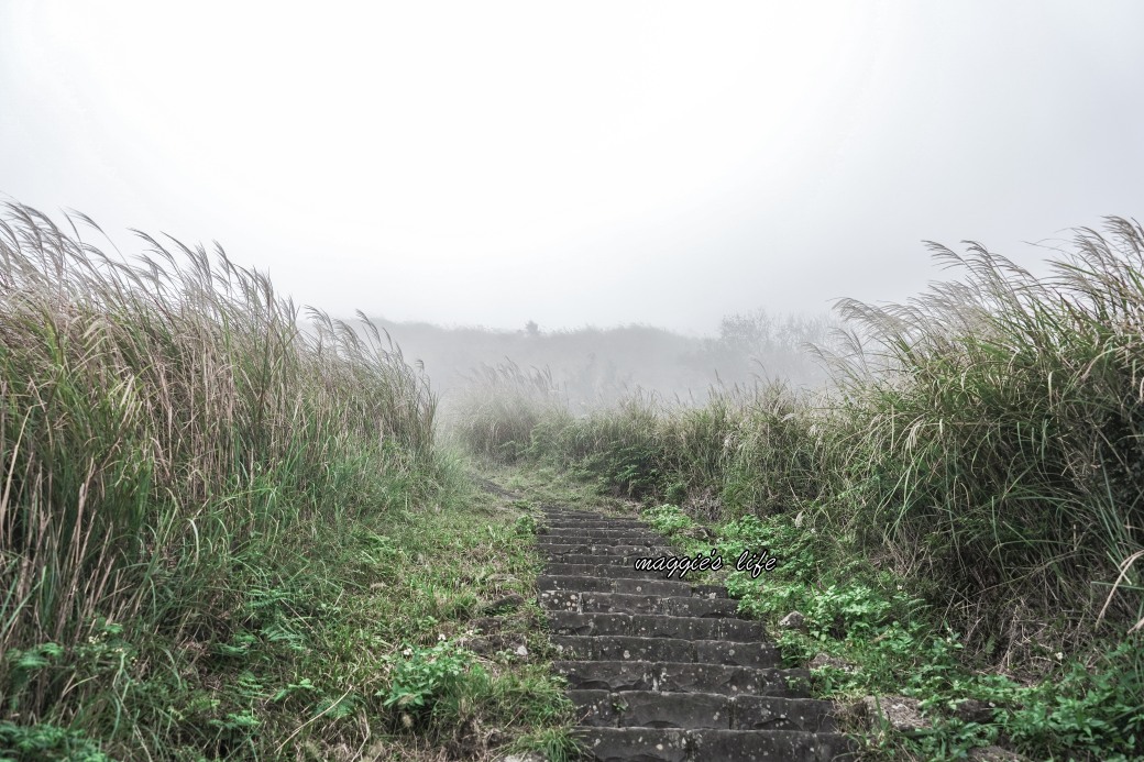 陽明山冷水坑七星山一日遊，芒草季賞芒草美景，秋天必追芒草，階梯步道美景 @瑪姬幸福過日子