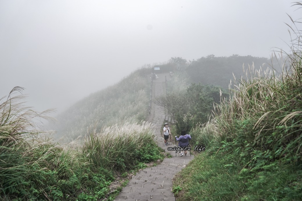 陽明山冷水坑七星山一日遊，芒草季賞芒草美景，秋天必追芒草，階梯步道美景 @瑪姬幸福過日子