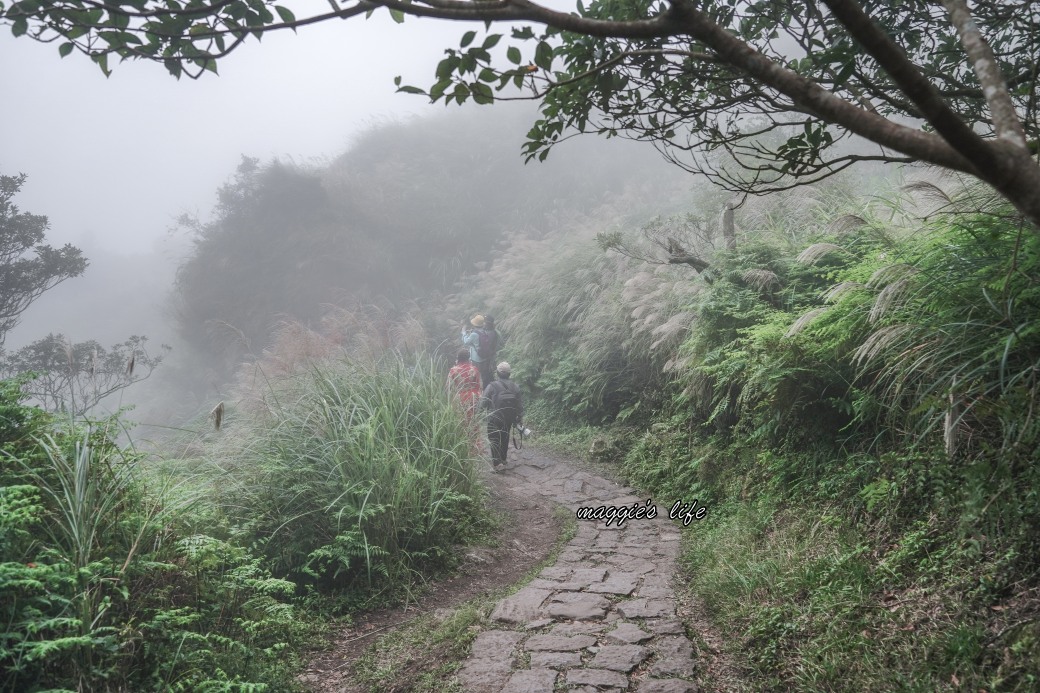 陽明山冷水坑七星山一日遊，芒草季賞芒草美景，秋天必追芒草，階梯步道美景 @瑪姬幸福過日子