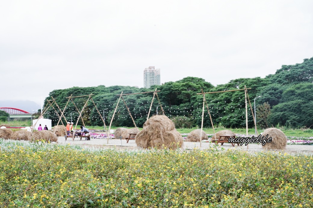 2024古亭河濱公園花海，台北免費賞花景點， 粉紅花海帳篷屋漸層花海超浪漫，一秒到日本，怎麼去交通，花期，拍照方式。 @瑪姬幸福過日子