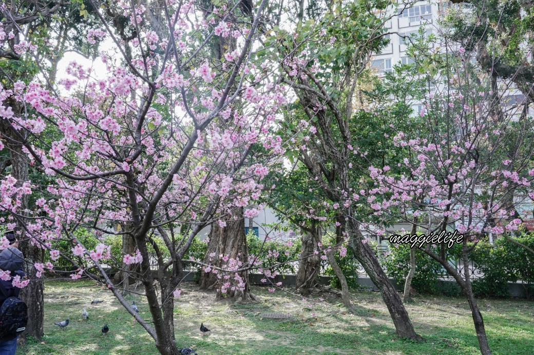 台北市賞櫻新景點，市中心台北國父紀念館也可以賞櫻，搭捷運就可以賞櫻花，還有一排櫻花步道 @瑪姬幸福過日子