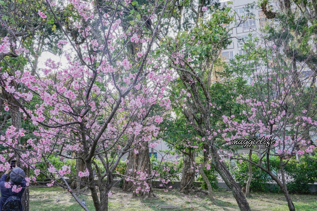 台北市賞櫻新景點，市中心台北國父紀念館也可以賞櫻，搭捷運就可以賞櫻花，還有一排櫻花步道 @瑪姬幸福過日子