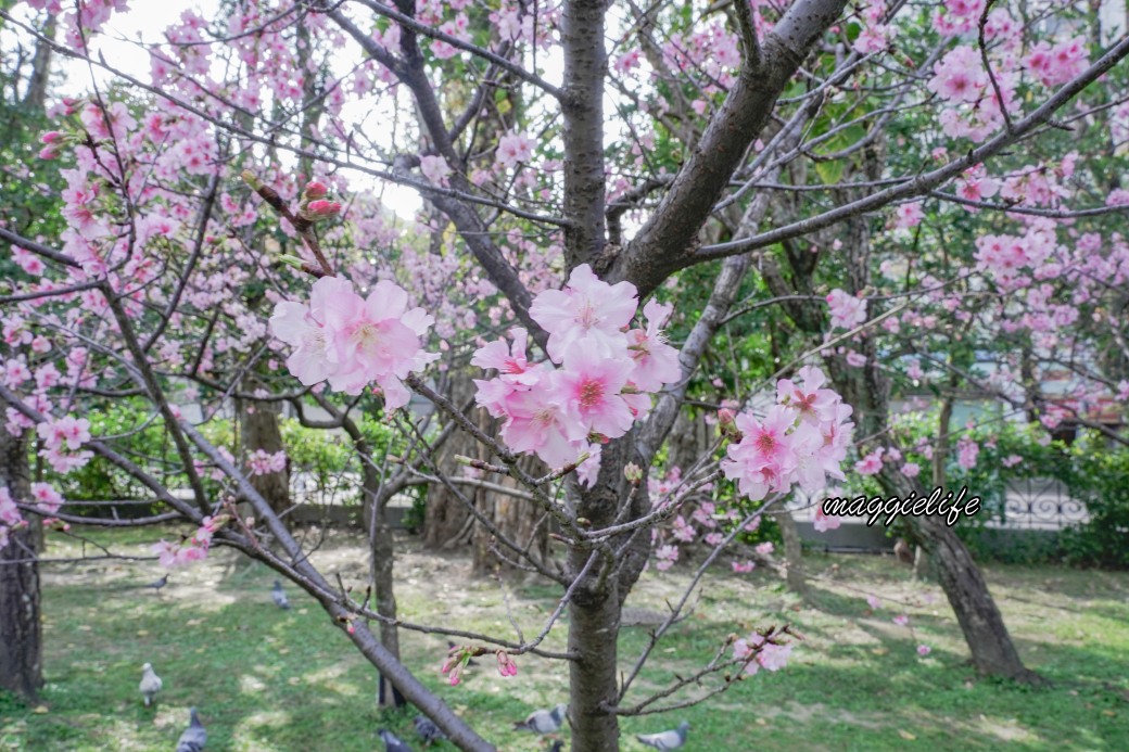 台北市賞櫻新景點，市中心台北國父紀念館也可以賞櫻，搭捷運就可以賞櫻花，還有一排櫻花步道 @瑪姬幸福過日子