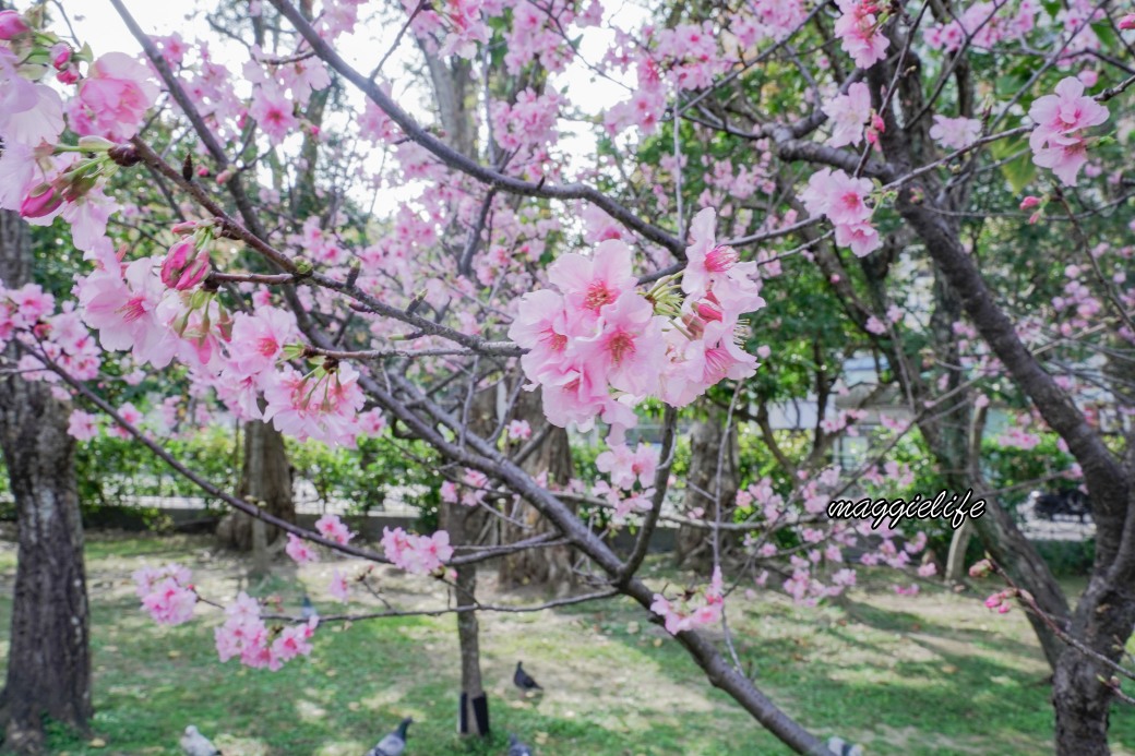 台北市賞櫻新景點，市中心台北國父紀念館也可以賞櫻，搭捷運就可以賞櫻花，還有一排櫻花步道 @瑪姬幸福過日子